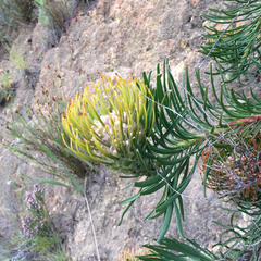 Leucospermum lineare