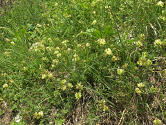 Astragalus calycinus
