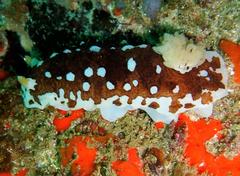 Aphelodoris brunnea