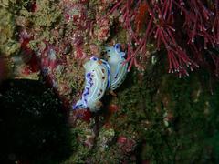 Hypselodoris capensis