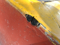 Chlosyne ehrenbergii