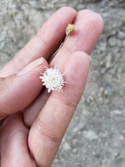 Chaenactis carphoclinia