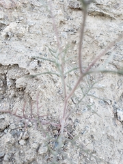 Chaenactis carphoclinia