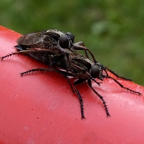 kite-tailed robberfly, Oirschot, Netherlands, photo 8 of 10