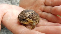 Breviceps gibbosus
