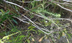Silene undulata undulata