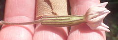 Silene undulata undulata