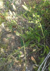 Silene undulata undulata