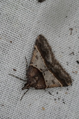 Dichromodes orthotis