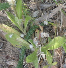 Silene undulata undulata