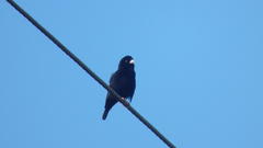 Vidua funerea funerea