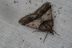 Dichromodes orthotis