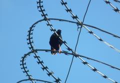 Vidua funerea funerea