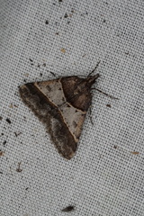 Dichromodes orthotis