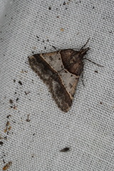 Dichromodes orthotis