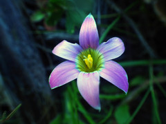 Romulea rosea australis