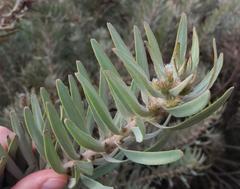 Leucospermum parile