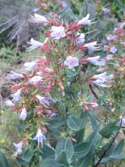 Lobostemon glaucophyllus