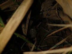 Leptodactylus melanonotus