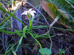 Romulea rosea australis