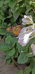 Danaus plexippus