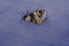 Xenogenes eustrotiodes