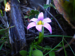 Romulea rosea australis