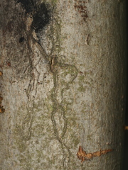 Zimmermannia liebwerdella