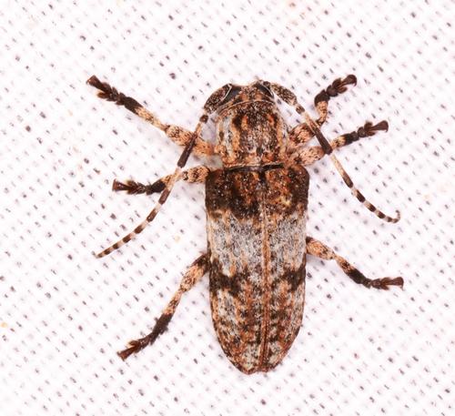 Mimocrossotus