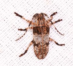 Mimocrossotus rhodesianus