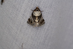 Xenogenes eustrotiodes