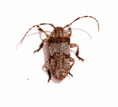 Mimocrossotus rhodesianus