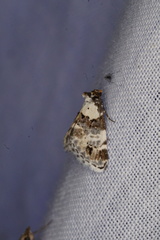 Xenogenes eustrotiodes