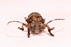 Mimocrossotus rhodesianus