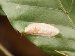Phyllonorycter messaniella