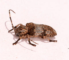 Mimocrossotus rhodesianus