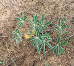 Lupinus cosentinii