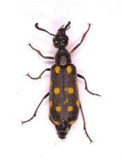 Ceroctis bohemanni