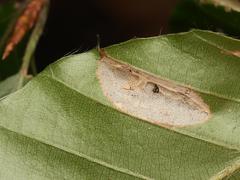 Phyllonorycter messaniella