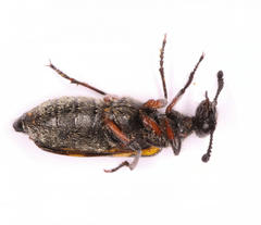 Ceroctis bohemanni