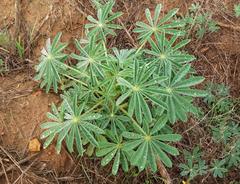 Lupinus cosentinii