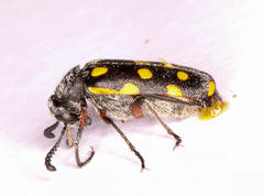 Ceroctis bohemanni