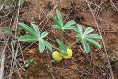 Lupinus cosentinii