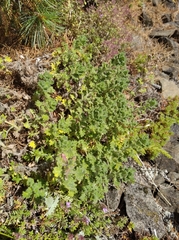 Dracocephalum palmatum