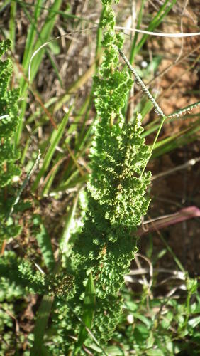 Anemia vestita (Anemia vestita)