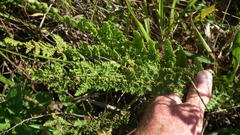 Anemia vestita