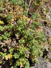 Dracocephalum palmatum