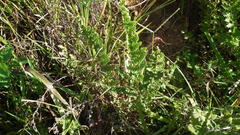 Anemia vestita