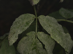 Erysiphe vanbruntiana