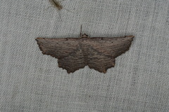 Symphylistis leptocyma